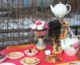 Фольклорный праздник «Масленица» прошел в Канавинском благочинии 29 февраля 2020 года